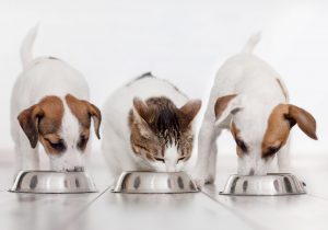 Choisir les croquettes de son animal