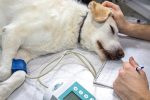 Maladies graves du chien : comment prévenir ou guérir ?