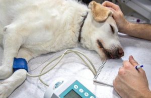 Les principales maladies du chien