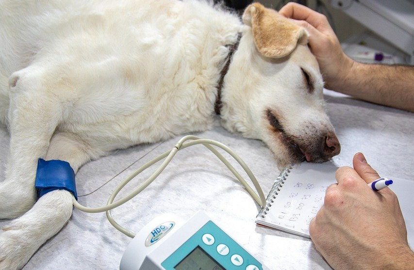 Lire la suite à propos de l’article Maladies graves du chien : comment prévenir ou guérir ?