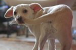 Pourquoi mon chien se mord la queue ?