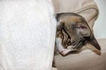 Mon animal a-t-il des parasites ?