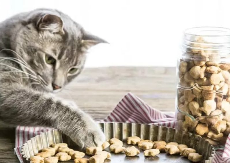 Lire la suite à propos de l’article Biscuits pour chat au poulet sans gluten