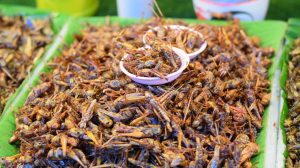 croquettes aux insectes