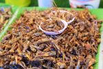 Les croquettes aux insectes : pour quoi faire ?