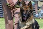 Comment dresser mon chien sans stress ?