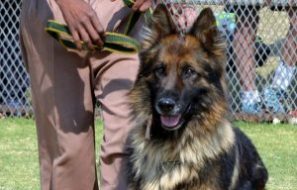 Lire la suite à propos de l’article Comment dresser mon chien sans stress ?