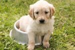 Comment apprendre la propreté à mon chien ?
