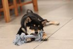 Mon chiot me mordille tout le temps