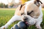 Quel jouet de mastication pour mon chien ?