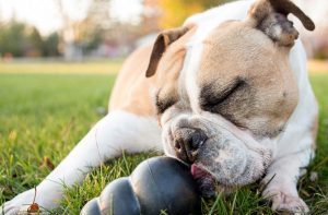 Lire la suite à propos de l’article Quel jouet de mastication pour mon chien ?