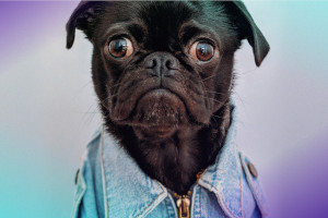 Lovys aqssurance veterinaire