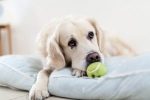 Arrêtez de lancer une balle à votre chien !