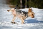 Gérer le pipi de joie chez le chien