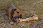 Peut-on donner des os à son chien ?