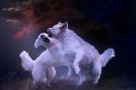 Mon chien est « jaloux », comment faire?