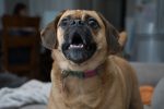 Comment faire pour que votre chien n&rsquo;aboie plus ?
