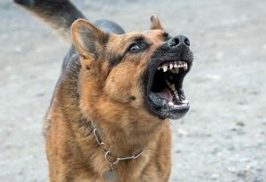 chien méchant castration