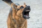 Stérilisation et castration du chien : pour quoi faire ?