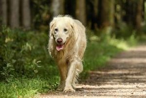 Lire la suite à propos de l’article Rupture du ligament croisé : quelle guérison ?