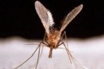 La leishmaniose : une maladie incurable facile à éviter