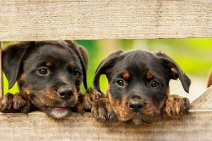 Lire la suite à propos de l’article Chiens catégorisés : comment s’y retrouver ?