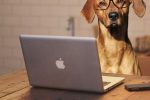 2026, l&rsquo;année des B. Quel prénom pour votre chien ?