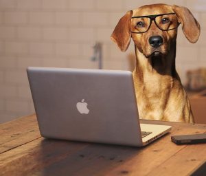 Lire la suite à propos de l’article 2026, l’année des B. Quel prénom pour votre chien ?