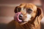 Signaux d&rsquo;apaisement : votre chien vous alerte !