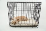 Arrêtons avec la cage de dressage !