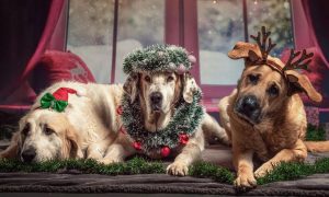 Chien Sapin de Noël