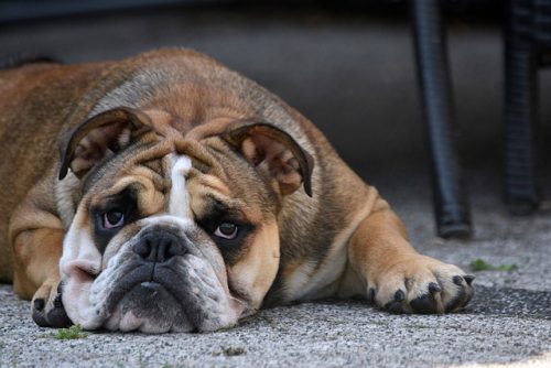 Lire la suite à propos de l’article Un chien à la maison : quel budget prévoir ?