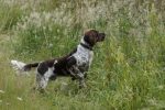 Comment travailler le rappel de son chien ?