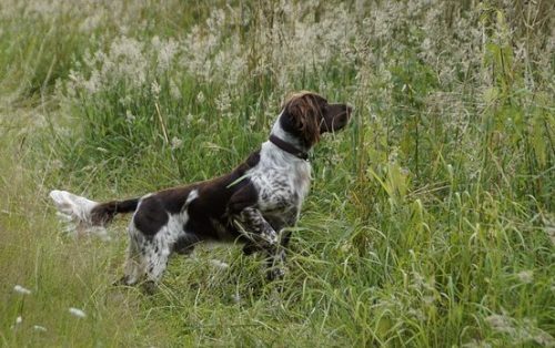 Lire la suite à propos de l’article Comment travailler le rappel de son chien ?
