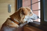 Comment combattre l&rsquo;anxiété de séparation chez le chien ?