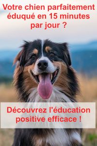 eduquer son chien
