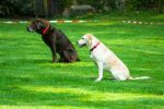 Éducation positive ou comment éduquer son chien sans stress