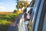 Comment transporter son animal de compagnie dans une voiture en toute sécurité&nbsp;?