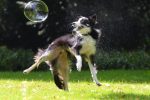 Border Collie ou berger australien :  des chiens « super » mais exigeants !