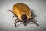 Anti-tiques naturels : on fait le point sur ce qui existe !