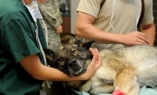 Lire la suite à propos de l’article Votre chien souffre ? Comment le savoir ?