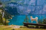 Traceurs GPS : Comment suivre votre chien à la trace ?