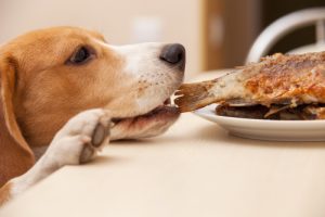 Chien voleur : comment faire ?