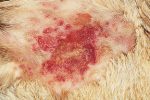 Dermatite pyotraumatique ou hot spot : comment la soigner ?