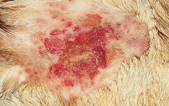 Lire la suite à propos de l’article Dermatite pyotraumatique ou hot spot : comment la soigner ?