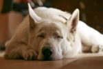 Chien hyperactif : que faire pour l’éviter ?
