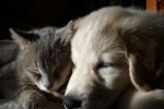 Vendre un chiot ou un chaton : les règles à respecter.