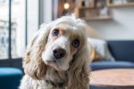 Comment savoir si mon chien a une otite ?