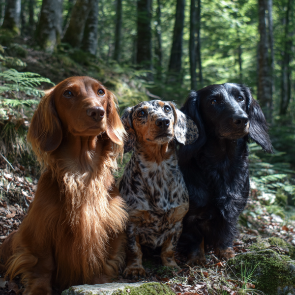Lire la suite à propos de l’article Le teckel : un petit chien au grand coeur.
